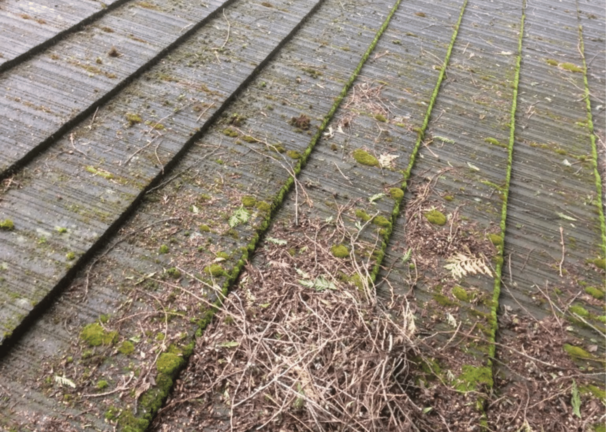 Image of roof with moss and algae