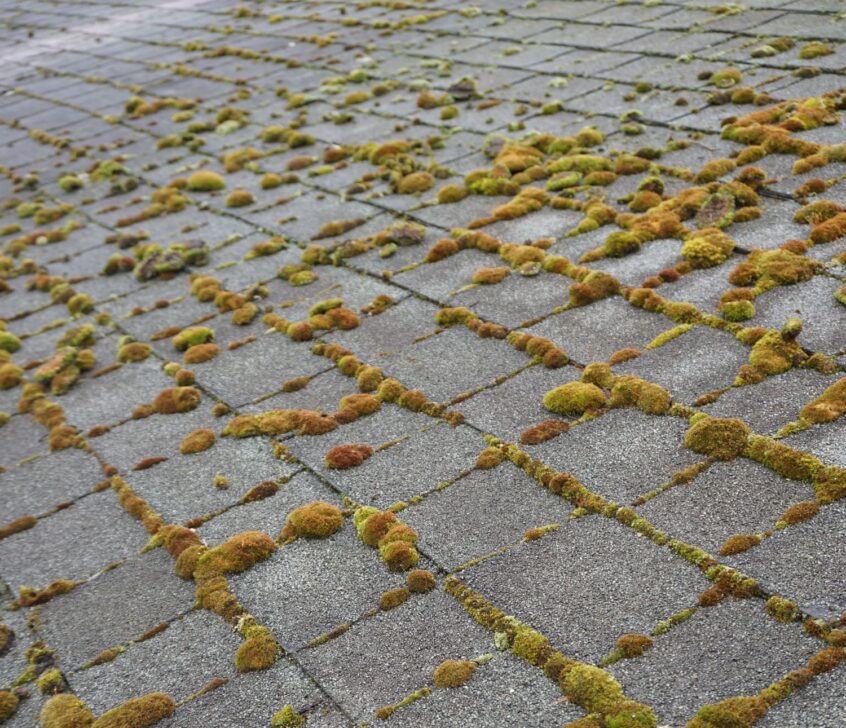 Damaged roof with moss