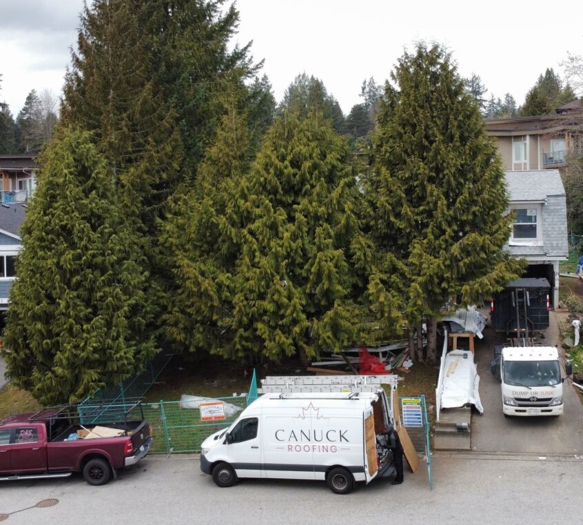 Hidden dangers of trees near your roof